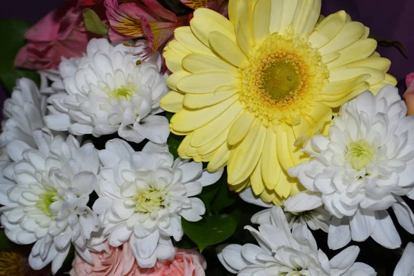 Yellow and white chrysanthemum flowers in a bouquet. Stock Photo