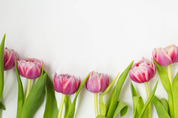 Pink flowers tulips bouquet of flowers on a white background.