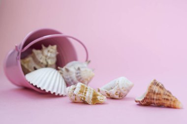Çeşitli boyutlarda deniz kabukları pembe bir arka planda bir pembe kova dağılmış, sağda boş alan.