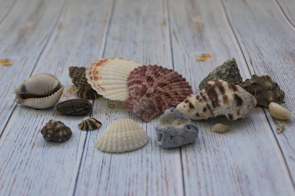 Sea-colored seashells lie on a wooden blue background. Marine theme. Travel concept. There is a place for text. — Stock Photo, Image