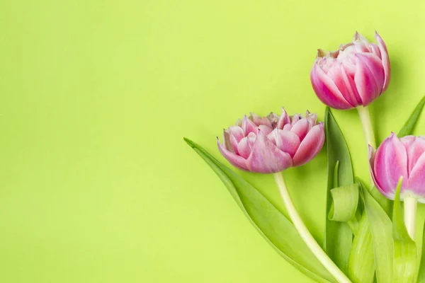 Três flores de tulipa rosa deitado sobre um fundo verde . — Fotografia de Stock