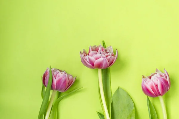 Three pink tulip flowers lying on a green background. — Stock Photo, Image