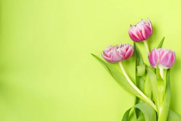 Três flores de tulipa rosa deitado sobre um fundo verde . — Fotografia de Stock