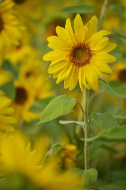Ayçiçeği çiçek açıyor. Büyük bir çiçek tohumu türü. Yaz. Sarı çiçek. Bulanık arka plan.