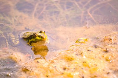 Bir büyük yeşil kurbağa çamurlu sarı yosun arasında bir gölet suda oturur.