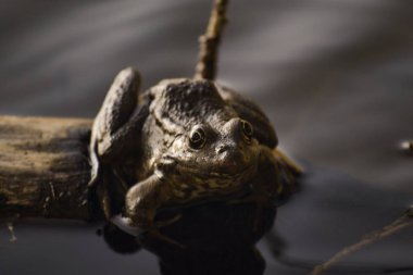 Bir büyük kahverengi kurbağa çim ve yosun arasında bir gölet suda bir günlük oturur. Kurbağa gülümsüyor.