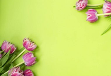 Pembe çiçekler lale yeşil bir arka plan üzerinde yalan.