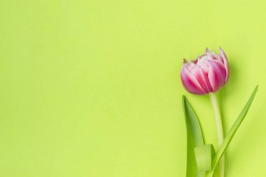 One pink tulip flower lying on a green background. clipart
