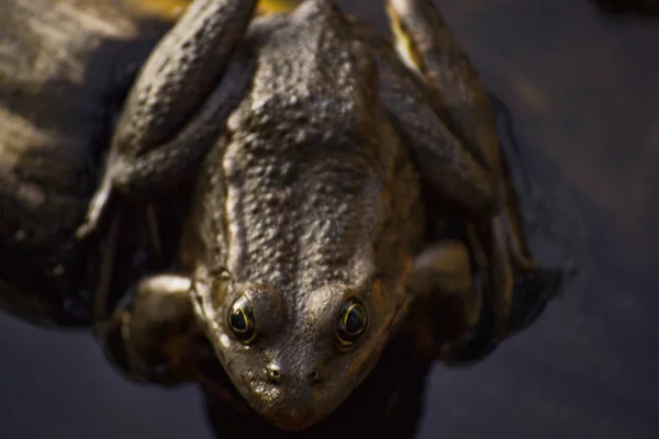 En stor brun padda sitter på en stock i vattnet i en damm bland gräs och alger. Frog Smiles. — Stockfoto