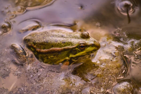Una gran rana verde se sienta en el agua de un estanque entre algas amarillas fangosas . — Foto de Stock