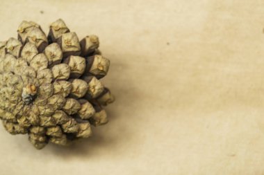 Bir köknar koni Işçiliği arka planda yatıyor.