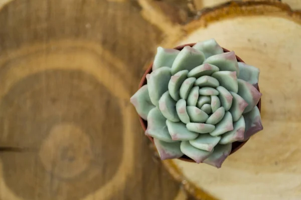 Una rosa verde del desierto, una flor suculenta, sobre un fondo de cortes de madera, un fondo borroso texturizado . — Foto de Stock