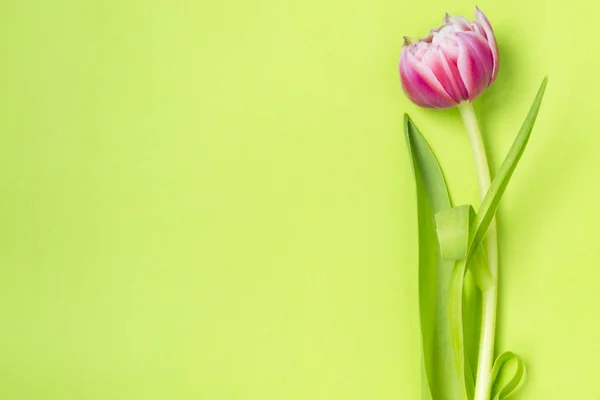Yeşil bir arka plan üzerinde yatan bir pembe lale çiçeği.