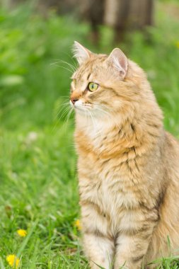 Sarı karahindiba arasında yeşil çim doğada zencefil tekir kedi.