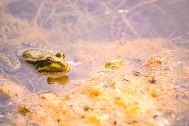 Bir büyük yeşil kurbağa çamurlu sarı yosun arasında bir gölet suda oturur.
