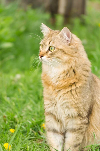 Ginger tabby gato en la naturaleza en la hierba verde entre los dientes de león amarillo . — Foto de Stock