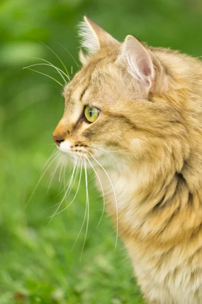 Ginger gato tabby sobre a natureza na grama verde entre os dentes-de-leão amarelos . — Fotografia de Stock