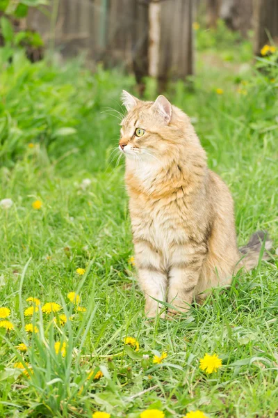 Ginger tabby gato en la naturaleza en la hierba verde entre los dientes de león amarillo . — Foto de Stock
