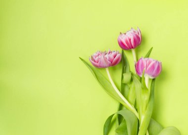 Three pink tulip flowers lying on a green background. clipart