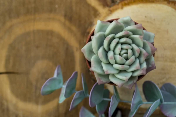 Une rose verte du désert, une fleur succulente, sur fond de coupes de bois, un fond flou texturé . — Photo