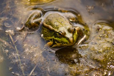 Bir büyük yeşil kurbağa çamurlu sarı yosun arasında bir gölet suda oturur.