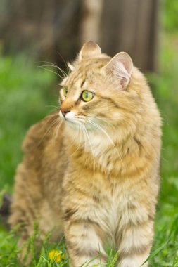 Sarı karahindiba arasında yeşil çim doğada zencefil tekir kedi.