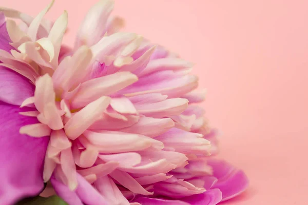 Flor de peonía rosa sobre fondo pastel rosa de cerca . — Foto de Stock