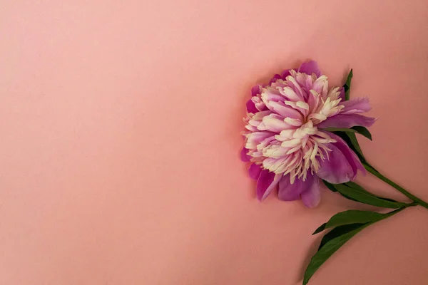粉红色牡丹花在粉红色柔和的背景特写. — 图库照片