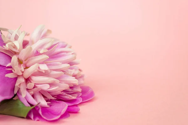 Flor de peonía rosa sobre fondo pastel rosa de cerca . — Foto de Stock