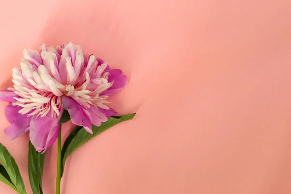 Bunga peony merah muda pada latar belakang pastel merah muda menutup . — Stok Foto
