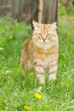 Sarı karahindiba arasında yeşil çim doğada zencefil tekir kedi.