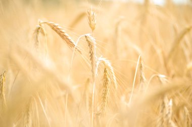 Buğday tarlası. Altın buğdayın kulakları yakın çekim. Güzel doğa. Parlayan güneş ışığı altında kırsal manzara. Olgunlaşan buğday tarlası kulaklarının arka planı. Zengin hasat kavramı.