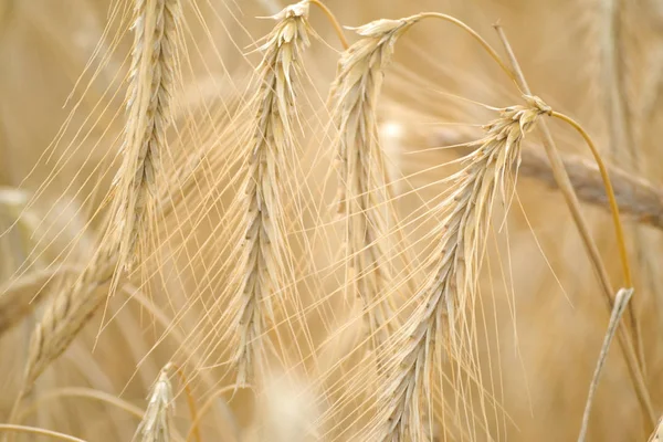 Campo di grano. Orecchie di grano dorato primo piano. Bellissima natura. Paesaggio rurale sotto la luce del sole splendente. Sfondo di maturazione spighe da campo di grano. Il concetto di un raccolto ricco . — Foto Stock