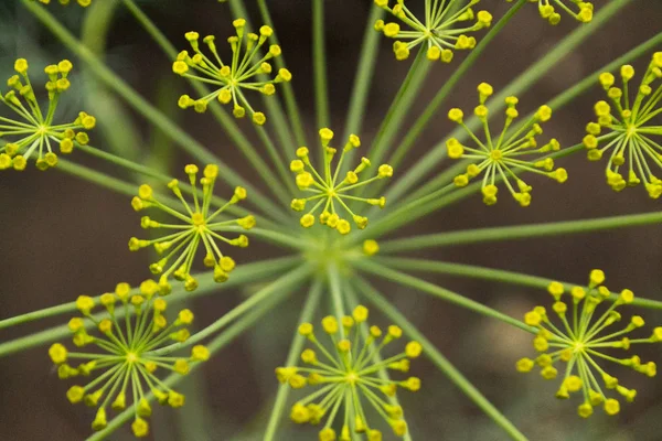 Grön blomställningar av dill i trädgården. Trädgårds-och grödkoncept. Suddig bakgrund. — Stockfoto