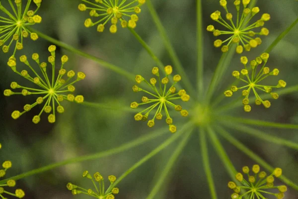 Green inflorescences of dill in the garden. Garden and crop concept. Blurred background. — Stock Photo, Image