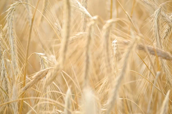 Campo di grano. Orecchie di grano dorato primo piano. Bellissima natura. Paesaggio rurale sotto la luce del sole splendente. Sfondo di maturazione spighe da campo di grano. Il concetto di un raccolto ricco . — Foto Stock