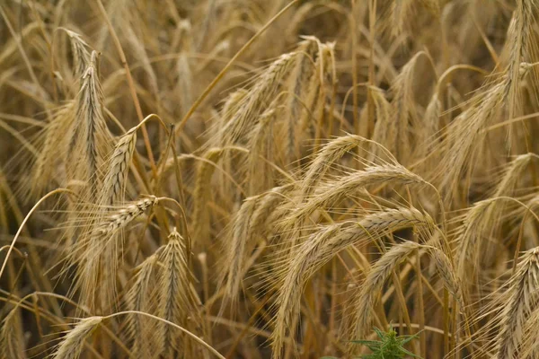 Campo di grano. Orecchie di grano dorato primo piano. Bellissima natura. Paesaggio rurale sotto la luce del sole splendente. Sfondo di maturazione spighe da campo di grano. Il concetto di un raccolto ricco . — Foto Stock