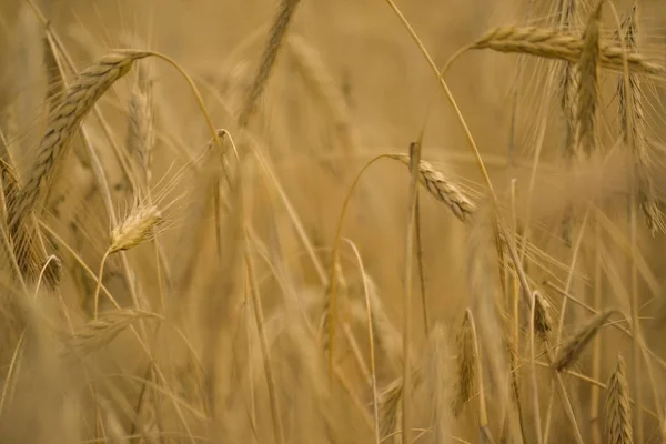 Campo di grano. Orecchie di grano dorato primo piano. Bellissima natura. Paesaggio rurale sotto la luce del sole splendente. Sfondo di maturazione spighe da campo di grano. Il concetto di un raccolto ricco . — Foto Stock