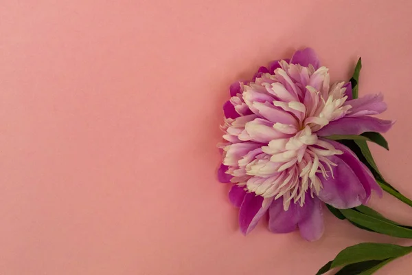 Flor de peonía rosa sobre fondo pastel rosa de cerca . — Foto de Stock