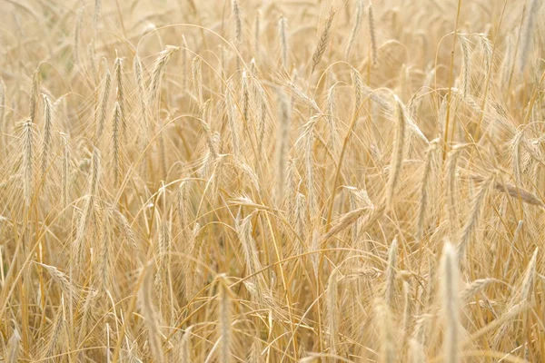 Buğday tarlası. Altın buğdayın kulakları yakın çekim. Güzel doğa. Parlayan güneş ışığı altında kırsal manzara. Olgunlaşan buğday tarlası kulaklarının arka planı. Zengin hasat kavramı. — Stok fotoğraf