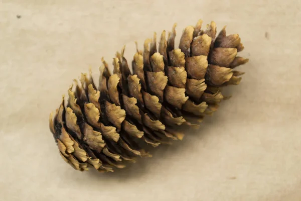 One Fir cone lies on the Crafting background.