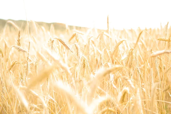 Vetefält. Öron av gyllene vete närbild. Vacker natur. Landsbygdslandskap under det lysande solljuset. Bakgrund av mognaden vete fält öron. Konceptet med en rik skörd. — Stockfoto