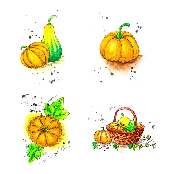 Set of watercolor hand drawn pictures. Yellow, orange ripe pumpkins. Lie individually or in a basket. Harvest concept, harvest season.