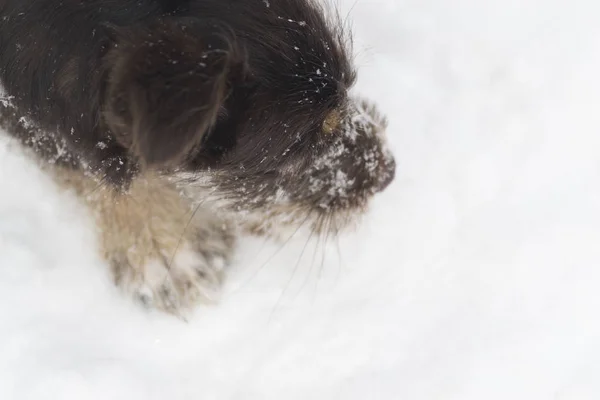 Black shaggy dog frolic sur la neige blanche en hiver — Photo