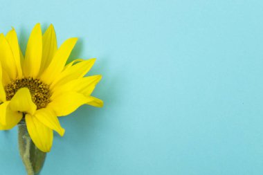 Mavi arka planda güzel ayçiçekleri. Pankart için sarı çiçek buketleri. Yukarıdan bak. Kopyalama alanı olan arkaplan.