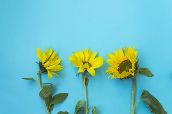 Hermosos girasoles sobre un fondo azul. Ramos de flores amarillas para el estandarte. Vista desde arriba. Fondo con espacio de copia . — Foto de Stock