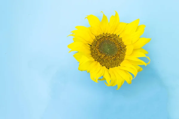 Hermosos girasoles sobre un fondo azul. Ramos de flores amarillas para el estandarte. Vista desde arriba. Fondo con espacio de copia . — Foto de Stock