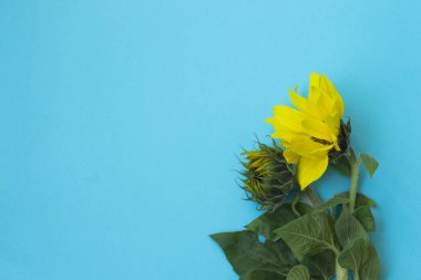 Mavi arka planda güzel ayçiçekleri. Pankart için sarı çiçek buketleri. Yukarıdan bak. Kopyalama alanı olan arkaplan.