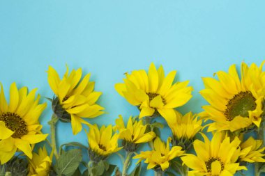 Mavi arka planda güzel ayçiçekleri. Pankart için sarı çiçek buketleri. Yukarıdan bak. Kopyalama alanı olan arkaplan.