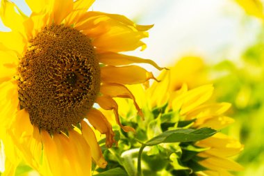 Yazın yeşil bir çayırda sarı çiçekler. Bir ayçiçeği tarlası tuzlu ışıkla aydınlatılır. Bulanık arkaplan